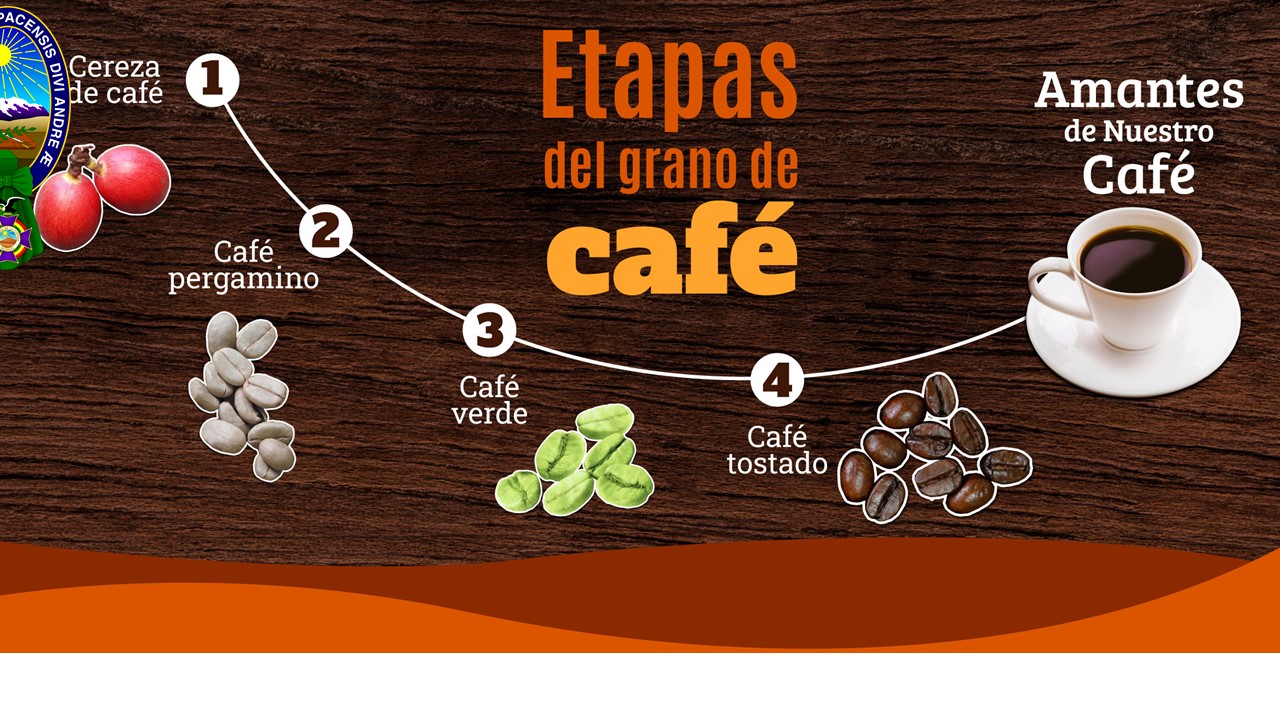 ETAPAS DEL GRANO DE CAFE